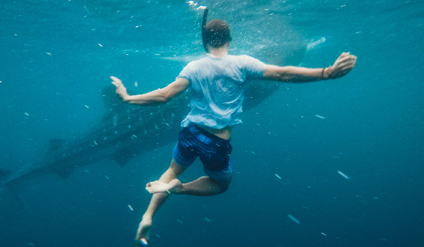 Whale Shark Cancun